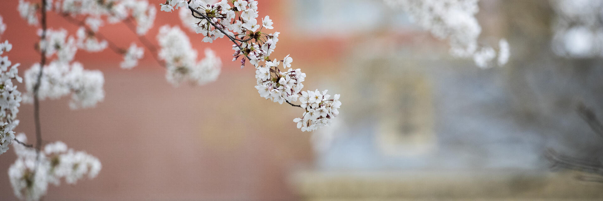 Cherry blossoms on campus
