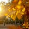 Temple campus in the fall