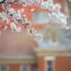 Cherry blossoms on campus